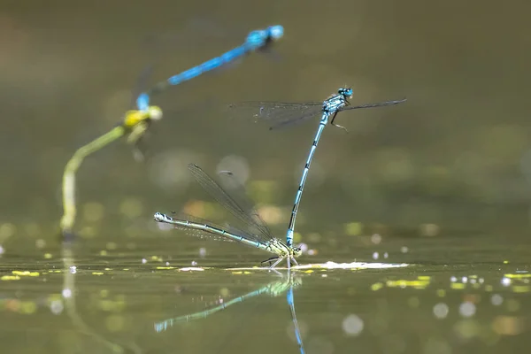 Detailní Záběr Samce Samice Modrým Ocasem Damselfly Nebo Společné Bluetail — Stock fotografie