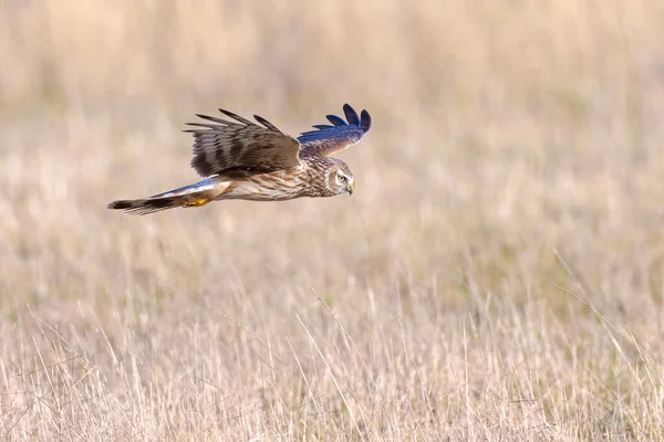 겨울에 목초지 위에서 사냥하는 Hen Harrier Circus Cyaneus Harrier — 스톡 사진