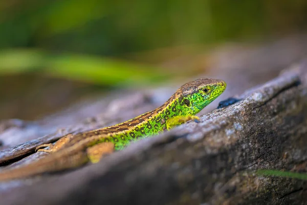 Homokgyík Lacerta Agilis Zöld Hím Fűtés Napon Pihenés Fán Erdőben — Stock Fotó