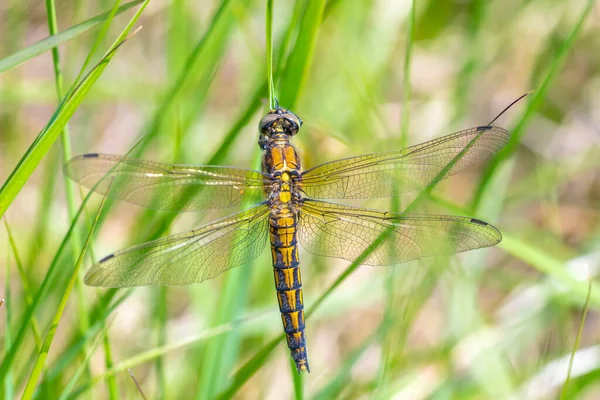 Black Tailed Skimmer Orthetrum Cancellatum Dragonfly Europe Asia Female Specie — Stock Photo, Image