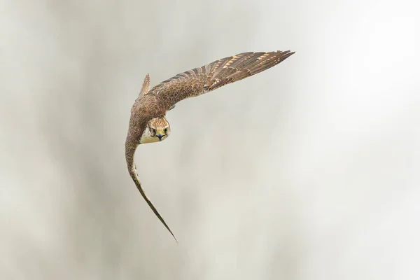 Saker Falcon Falco Cherrug Flight Hunting Diving Forest — Stock Photo, Image