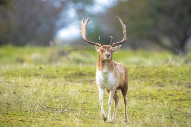 Çiftleşme mevsiminde Fallow deer Dama Dama erkek geyiği. Sonbahar güneşi ve doğa renkleri arka planda açıkça görülebilir..