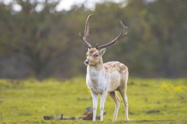 Çiftleşme mevsiminde Fallow deer Dama Dama erkek geyiği. Sonbahar güneşi ve doğa renkleri arka planda açıkça görülebilir..