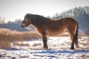 Karda otlayan bir midilli, soğuk kış manzarası ve açık mavi gökyüzü...