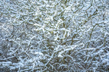 Kış manzarası ormanı, karla kaplı dallar. Soğuk kavram