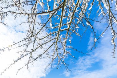 Mavi gökyüzüne karla kaplı dallar. Bakış açısına göre bulutlarla kaplı. Soğuk kış konsepti..