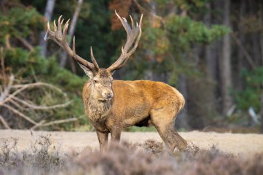 Kızıl geyik erkek, servus elaphus, çiftleşme mevsiminde mor fundaların açtığı bir ormanın yakınındaki bir tarlada çiftleşiyor. Ulusal parc de Hoge Veluwe