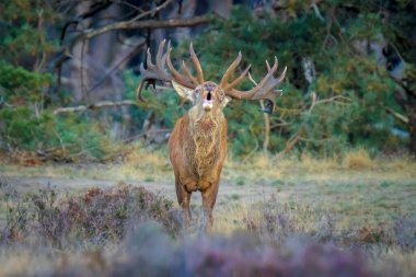 Kızıl geyik erkek, servus elaphus, çiftleşme mevsiminde mor fundaların açtığı bir ormanın yakınındaki bir tarlada çiftleşiyor. Ulusal parc de Hoge Veluwe