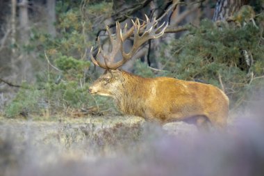 Kızıl geyik erkek, servus elaphus, çiftleşme mevsiminde mor fundaların açtığı bir ormanın yakınındaki bir tarlada çiftleşiyor. Ulusal parc de Hoge Veluwe