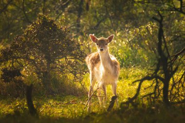 Güz mevsiminde geyik avlayan Dama Dama. Sonbahar sisi ve doğa renkleri arka planda açıkça görülebilir..