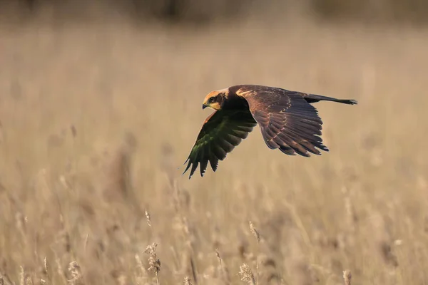 Zachodnie Bagna Harrier Circus Aeruginosus Ptak Drapieżny Poszukiwaniu Polowaniu Nad — Zdjęcie stockowe