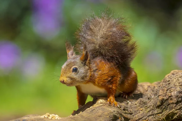 Розташування Євразійської Червоної Білки Sciurus Vulgaris Їдає Горіхи Лісі Вибіркове — стокове фото