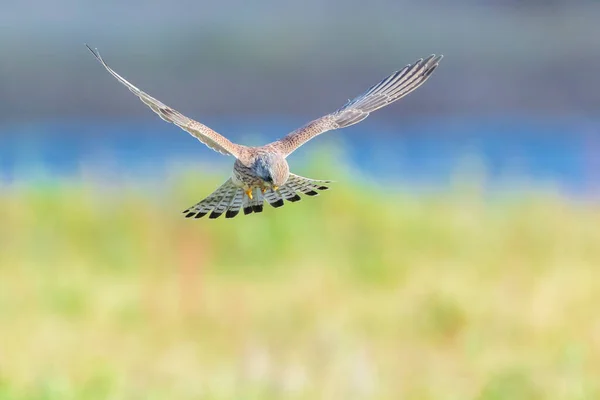 Retrato Close Uma Fêmea Common Kestrel Falco Tinnunculus Caça Voo — Fotografia de Stock
