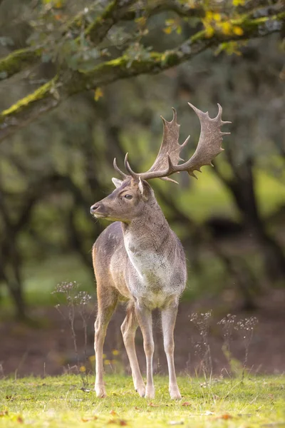 Çiftleşme Mevsiminde Fallow Deer Dama Dama Erkek Geyiği Sonbahar Güneşi — Stok fotoğraf