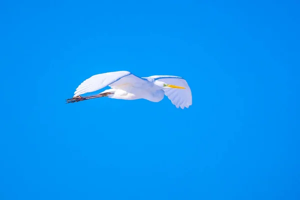 White Great Egret Ardea Alba Flight Blue Sky — Stock Photo, Image