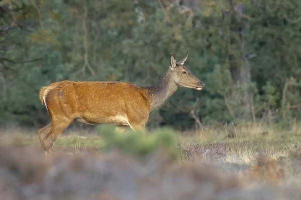 Vrouwelijke Red Deer Doe Hind Cervus Elaphus Een Weiland Met — Stockfoto