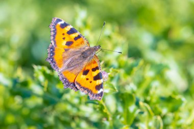 Küçük kaplumbağa kabuğuna yakın çekim, Aglais urticae, kelebek üst görünümü, açık kanatlar. Doğa tarafından izole edilmiş.