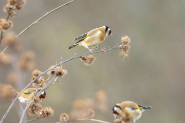 Avrupa ispinoz kuşu, Carduelis carduelis, kış mevsiminde tünemiş, yemiş ve tohum yemiştir.
