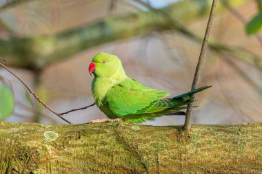 Gül halkalı papağan, Psittacula krameri, halka boyunlu papağan olarak da bilinir, sabah uyanır ve kafasını bir ağaçtaki delikten çıkarır.
