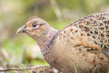 Dişi Sülün Phasianus Colchicus orman zemininde çöpleri karıştırıyor.