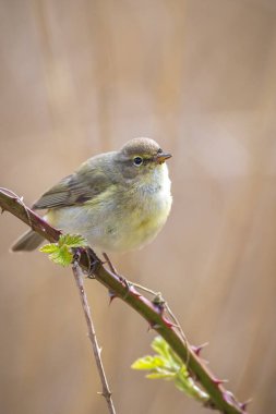 Yaygın bir chiffchaff kuşunun yakın çekimi Phylloscopus collybita, güzel bir yaz akşamında yeşil, canlı bir arka planda yumuşak bir ışık ile şarkı söylüyor..