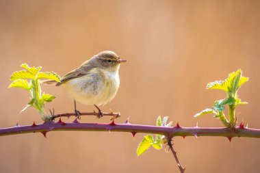 Yaygın bir chiffchaff kuşunun yakın çekimi Phylloscopus collybita, güzel bir yaz akşamında yeşil, canlı bir arka planda yumuşak bir ışık ile şarkı söylüyor..