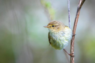 Yaygın bir chiffchaff kuşunun yakın çekimi Phylloscopus collybita, güzel bir yaz akşamında yeşil, canlı bir arka planda yumuşak bir ışık ile şarkı söylüyor..