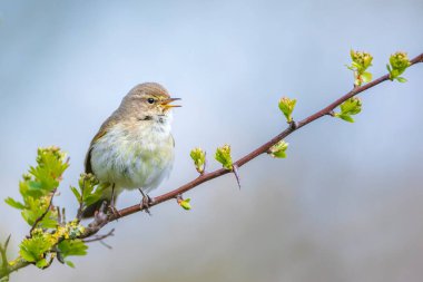 Yaygın bir chiffchaff kuşunun yakın çekimi Phylloscopus collybita, güzel bir yaz akşamında yeşil, canlı bir arka planda yumuşak bir ışık ile şarkı söylüyor..