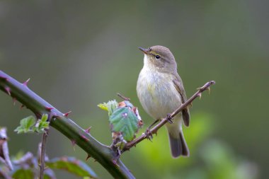 Söğüt bülbülü Phylloscopus trochilus 'un yakın çekimi, güzel bir yaz akşamında yeşil, canlı bir arka planda yumuşak bir ışık ile şarkı söylüyor..
