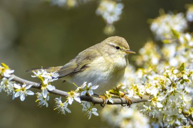 Söğüt bülbülü Phylloscopus trochilus 'un yakın çekimi, güzel bir yaz akşamında, arka planda parlak bir ışık ile şarkı söylüyor..