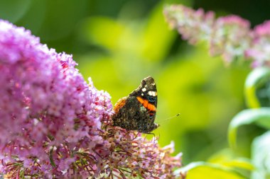 Kızıl Amiral Kelebek, Vanessa Atalanta, bahçede mor bir kelebek çalılığından nektar besliyor. Parlak güneş ışığı, canlı renkler..