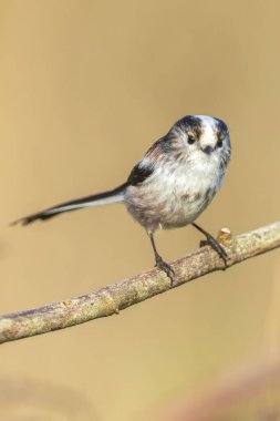 Bir uzun kuyruklu baştankara veya bushtit, uzun kuyruklu Bayağı uzunkuyruk, bir ormanda yiyecek arama sırasında sonbahar kuş closeup. Kısa, güdük bill ve çok uzun, dar bir kuyruklu küçük bir yuvarlak gövdeli baştankara.