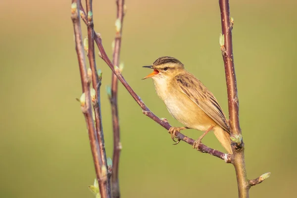 Gros Plan Oiseau Paruline Hochequeue Acrocephalus Schoenobaenus Chantant Pour Attirer — Photo