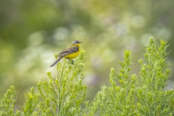 Nahaufnahme Eines Männlichen West Bachstelzenvogels Motacilla Flava Der Einem Sonnigen — Stockfoto