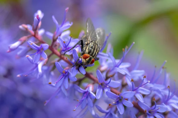 Flesh Fly Sarcophagidae Pollinating Purple Flowers — Stock Photo, Image