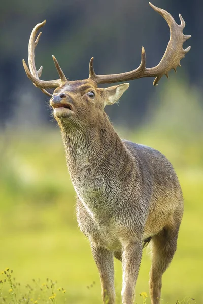 Närbild Porträtt Älg Rådjur Dama Dama Hane Ruttnande Säsong Höstens — Stockfoto