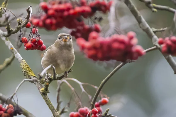 Primer Plano Pinzón Hembra Fringilla Coelebs Encaramado Árbol —  Fotos de Stock