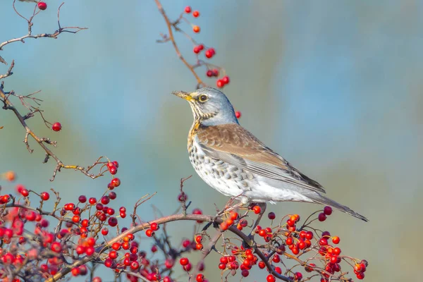 Campo Turdus Pilaris Pájaro Comiendo Bayas Arbusto Espino Durante Temporada — Foto de Stock