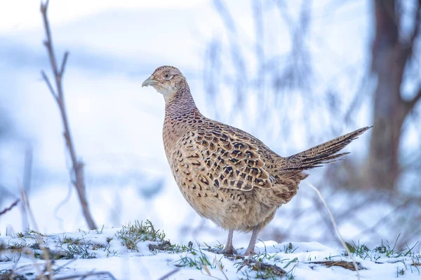 Fenka Bažant Phasianus Colchicus Mrchožrout Lesní Půdě Usedlý Sněhu Během — Stock fotografie