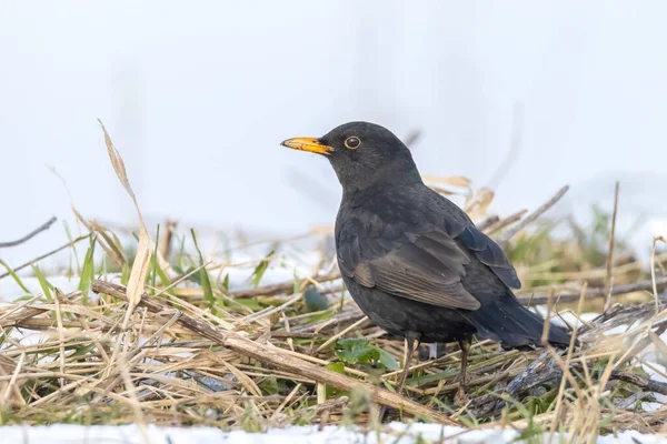 Großaufnahme Eines Amselmännchens Turdus Merula Auf Nahrungssuche Schnee Schöne Kalte — Stockfoto