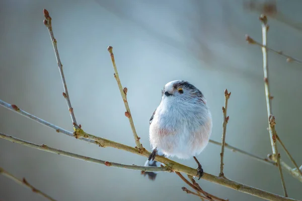 Closeup Long Tailed Tit Long Tailed Bushtit Aegithalos Caudatus Bird — Φωτογραφία Αρχείου