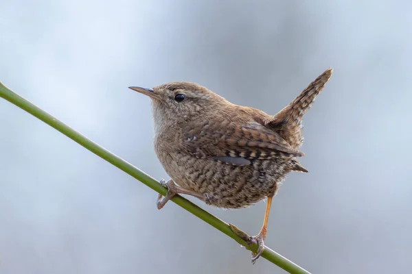 Primer Plano Pájaro Wren Eurasiático Trogloditas Trogloditas Pájaro Cantando Bosque — Foto de Stock