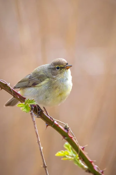 Yaygın Bir Chiffchaff Kuşunun Yakın Çekimi Phylloscopus Collybita Güzel Bir — Stok fotoğraf