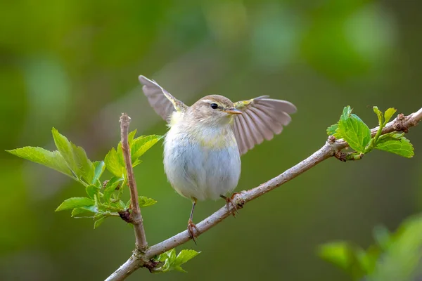 Närbild Willow Warbler Fågel Phylloscopus Trochilus Sjunga Vacker Sommarkväll Med — Stockfoto