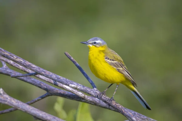 Fechar Macho Ocidental Amarelo Wagtail Pássaro Motacilla Flava Cantando Vegetação — Fotografia de Stock