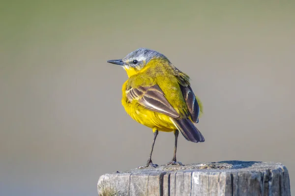 Closeup Male Western Yellow Wagtail Bird Motacilla Flava Singing Vegetation — Stock Photo, Image