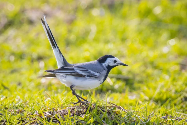 Closeup White Wagtail Motacilla Alba Pássaro Com Penas Brancas Cinza — Fotografia de Stock