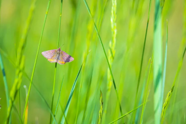 Gros Plan Une Lythria Cruentaria Papillon Nuit Reposant Dans Une — Photo