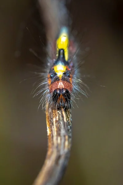 Closeup Caterpillar Grey Dagger Acronicta Psi Moth Crawling Eating Forest — Stock Photo, Image