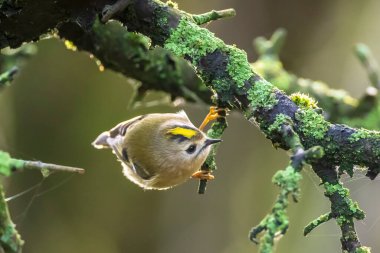Goldcrest kuşunun yakından, Regulus regulus, ağaçların dallarını ve çalıları eşeliyor..